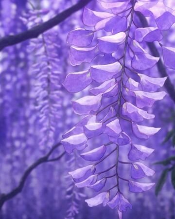 Glycine