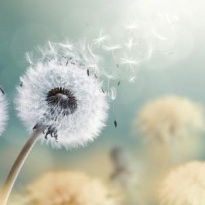 Umaniti - Même la fleur la plus souple Umaniti - Même la fleur la plus souple