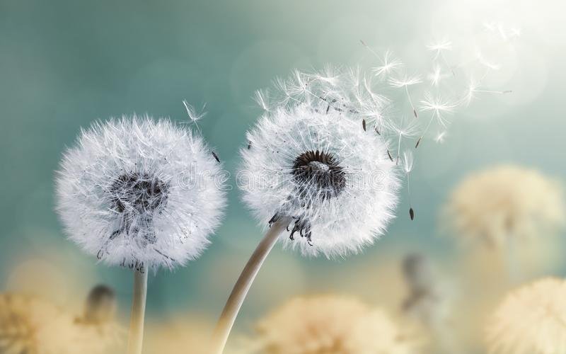 Fleur de pissenlit